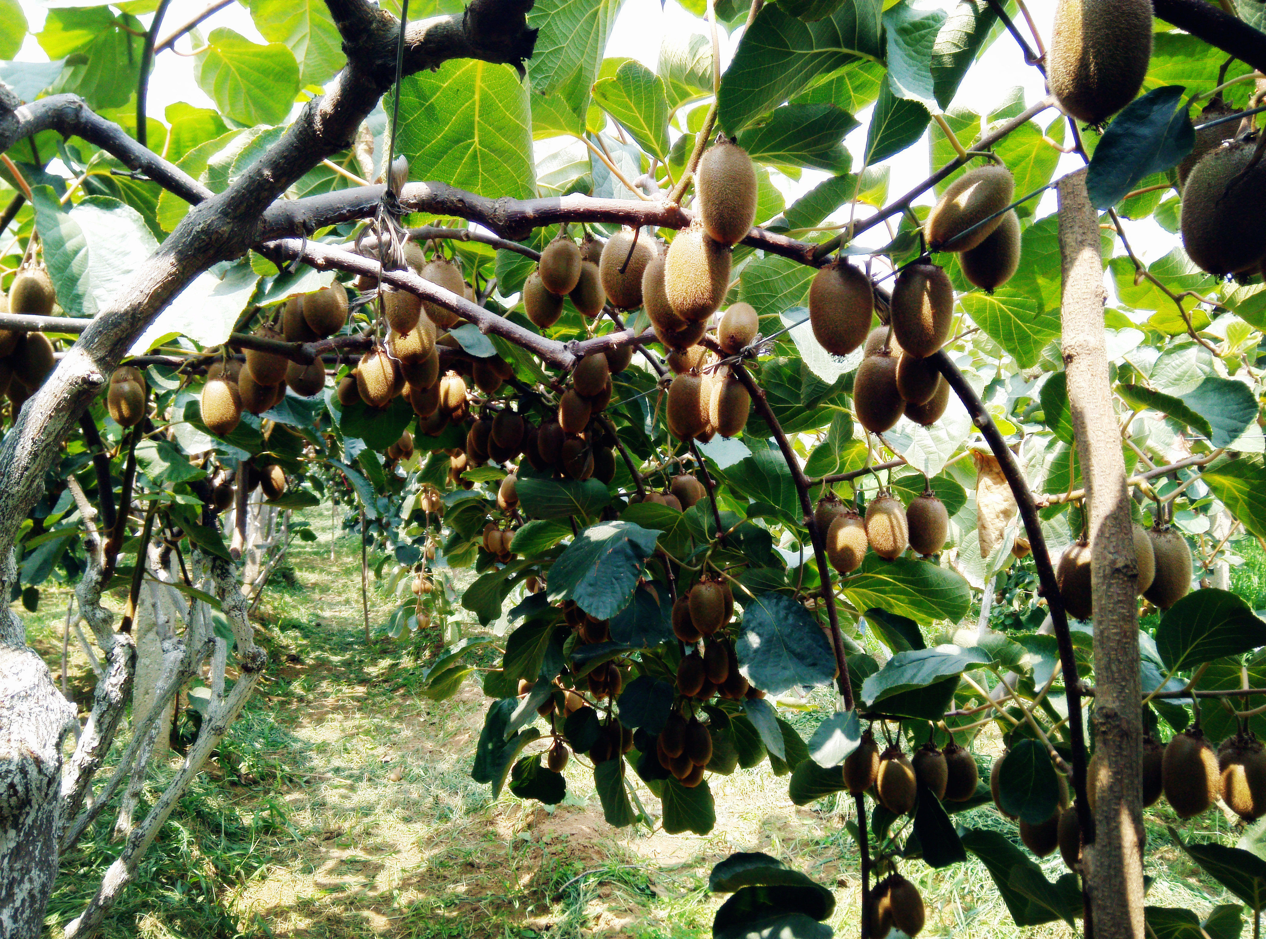 猕猴桃最近价格为什么如此低,猕猴桃价格后期会涨吗