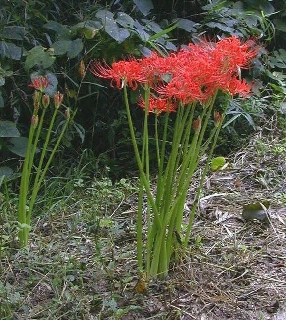 100种耐寒花卉盆栽,10种超好养又好看的花