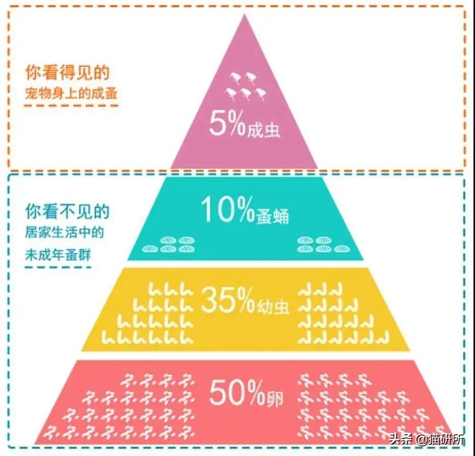 驱虫药怎么选?10个基础问题答疑