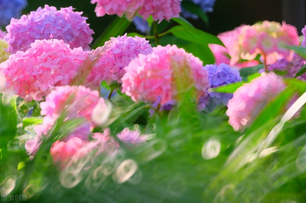 郁郁葱葱的多肉植物,适合阳光足的一年四季开花的植物