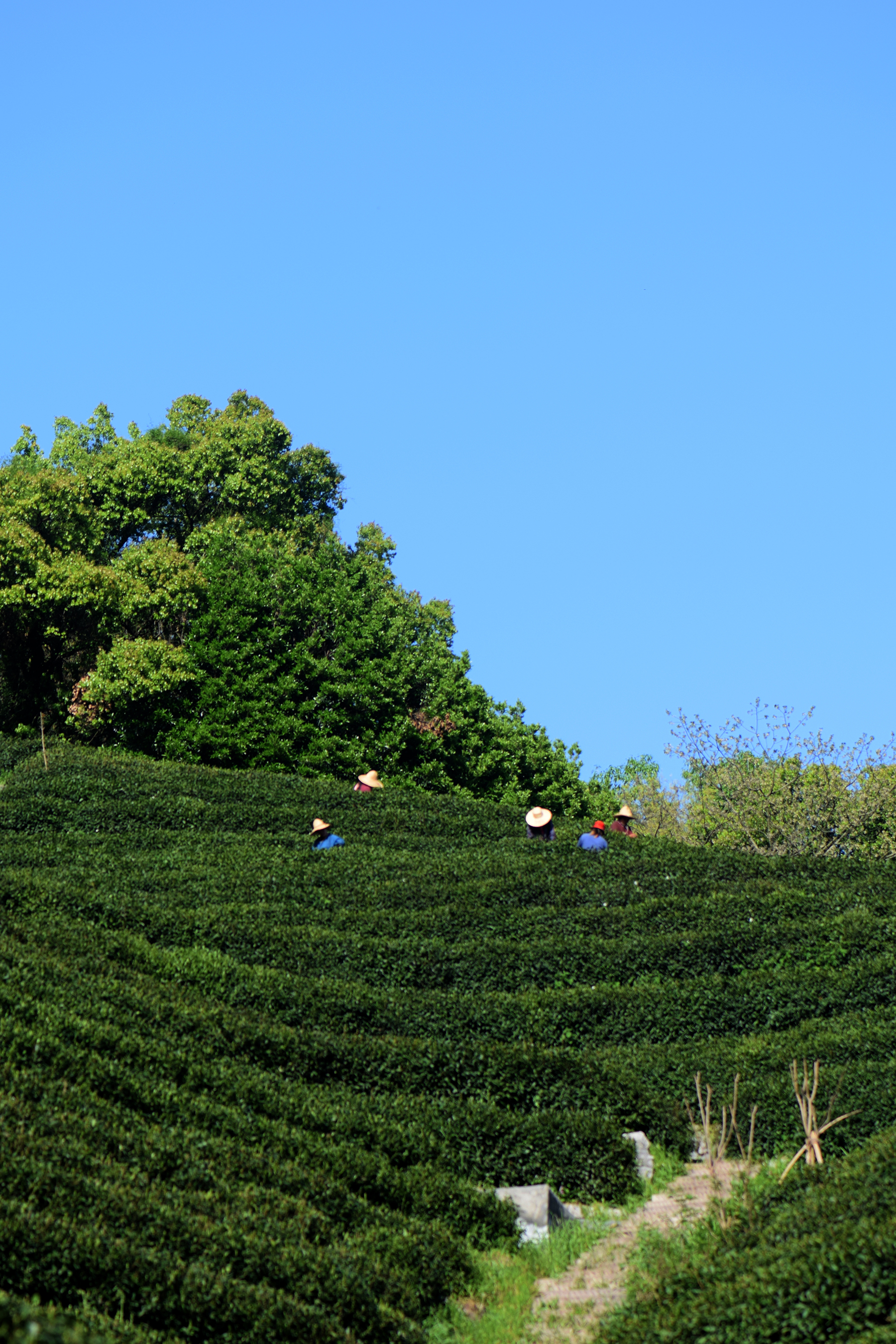 龙井哪里茶最正宗,龙井醉美山水茶