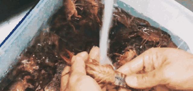 长沙小龙虾团购套餐99元10斤,88元4斤全城吃过瘾小龙虾优惠团购