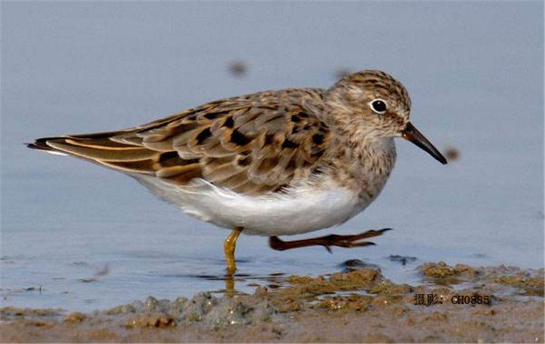 鸟中好爸爸！雌鸟只负责下蛋，孵卵与育幼的任务全留给雄鸟