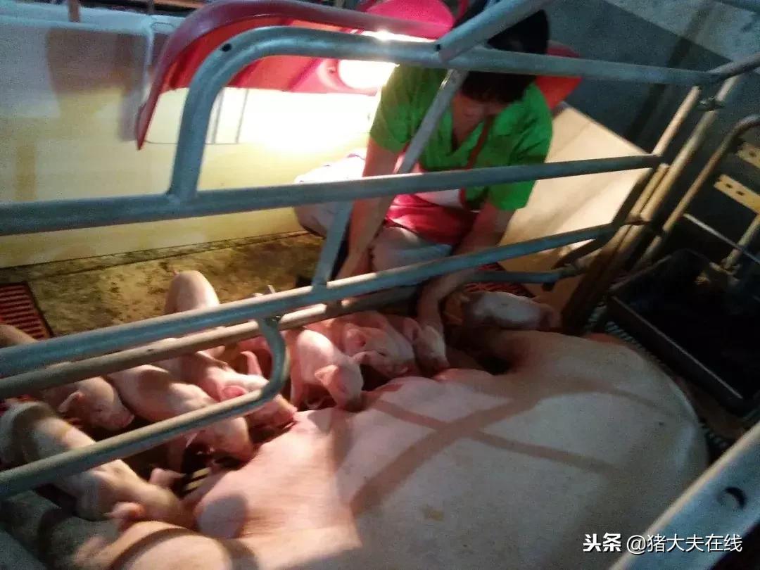 母猪产后消炎用药配方全文干货,母猪产后可以用氟苯尼考消炎吗