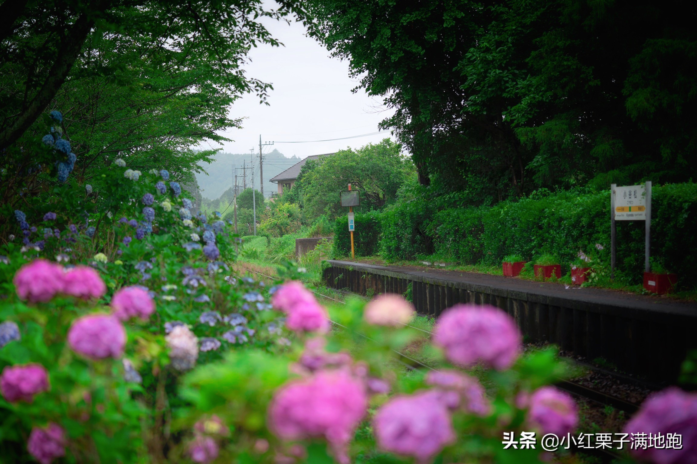 千叶县紫阳花开，如何一边体验火车之旅一边拍摄铁道风景？
