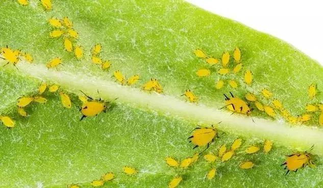 谁在保卫大棚蔬菜不被害虫啃光？这里正上演“以虫治虫”的“微型战争”