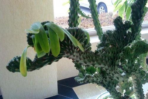 玉麒麟盆栽风水与摆放位置,镇宅盆栽玉麒麟