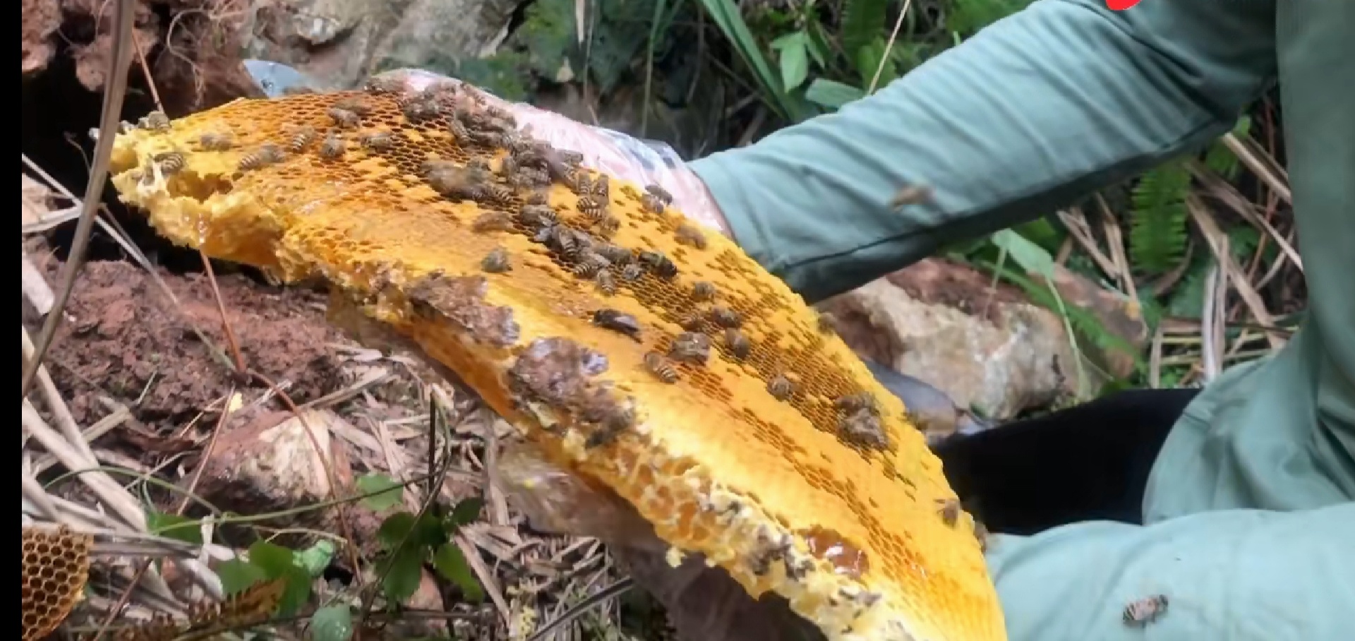 摘野生蜂窝吃蜜,荒山野岭野生蜂窝