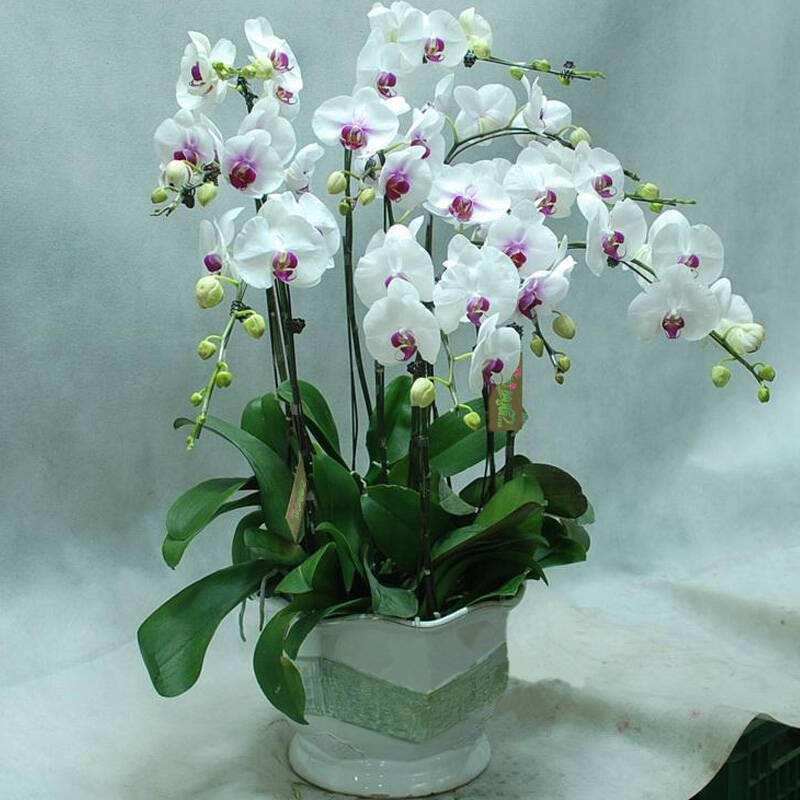 蝴蝶兰不用水苔只用石头,新手入门蝴蝶兰买了二十多盆了