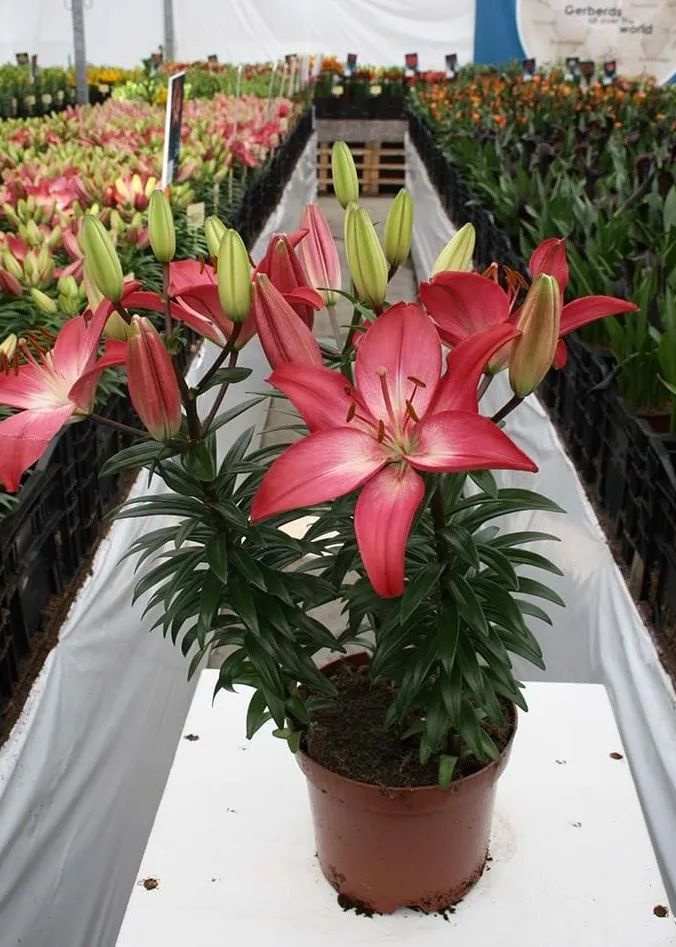 秋日赏花，百合必须要拥有姓名