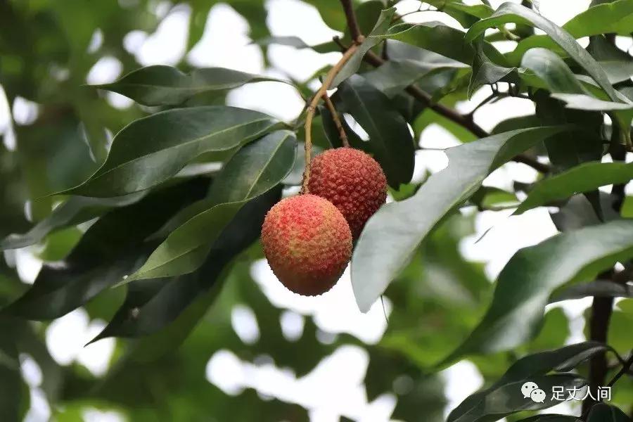 观澜版画村,观澜版画村生态艺术研学基地