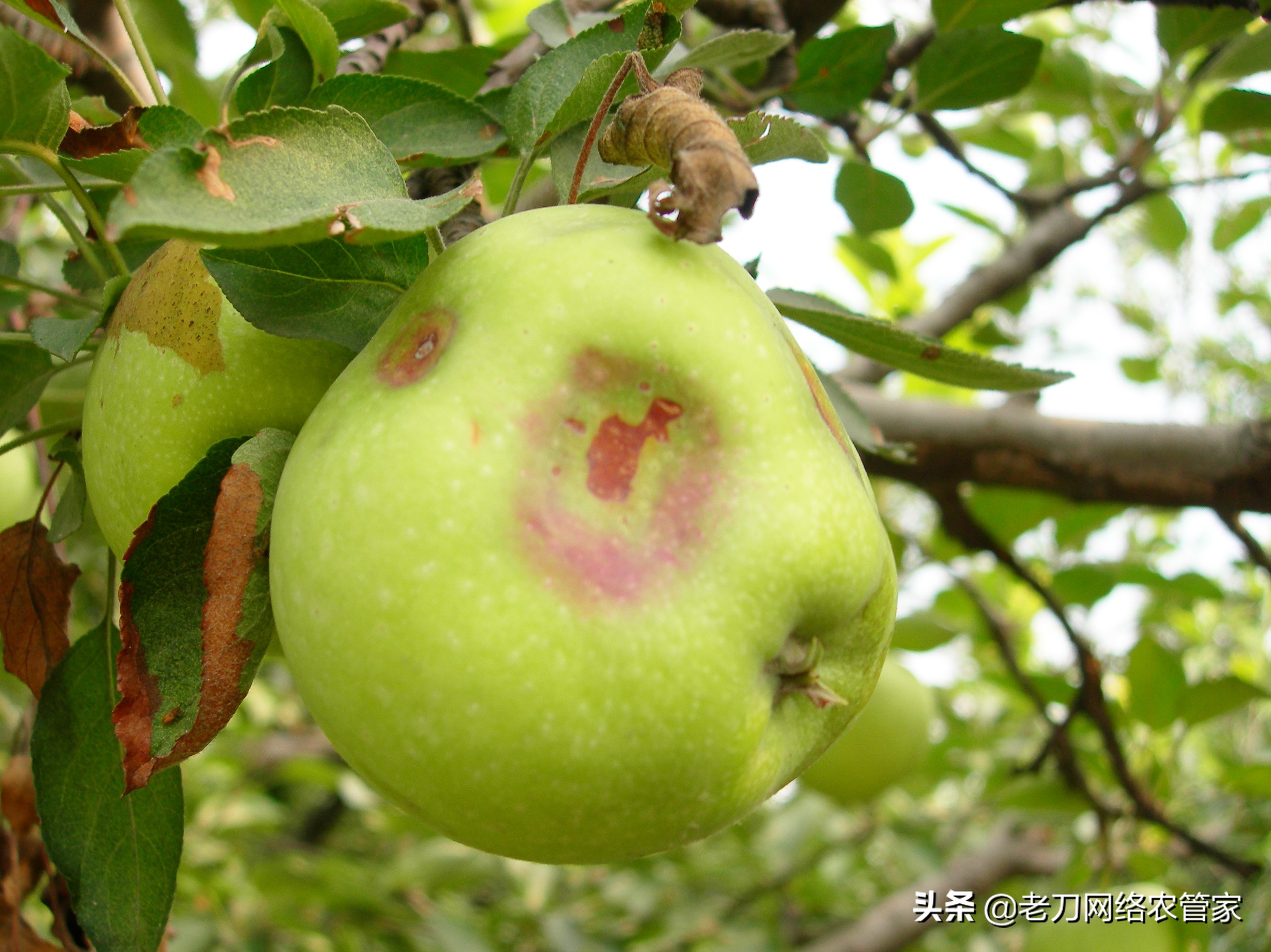 苹果缩果病怎么治疗最好,大枣缩果病如何防治