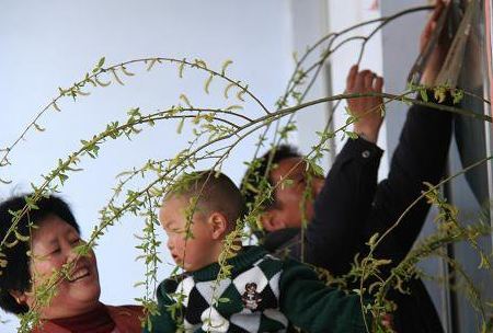 插柳枝是清明节的习俗吗,清明节的习俗有哪些全部