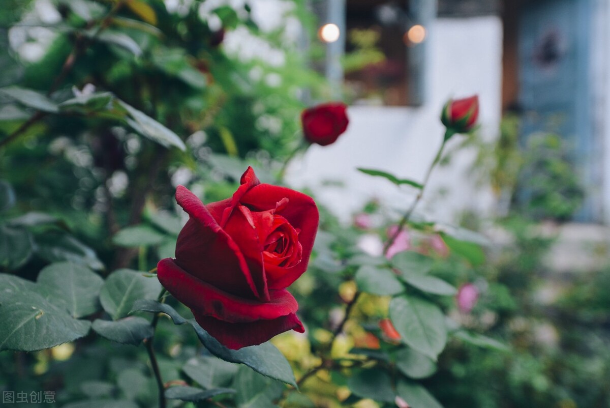 什么东西养花又便宜又好养,养花很烧钱入坑需谨慎