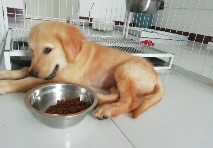 金毛挑食怎么办,金毛挑食的处理方法