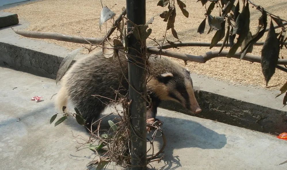 市区街头惊现一头野猪,惊现一头大野猪