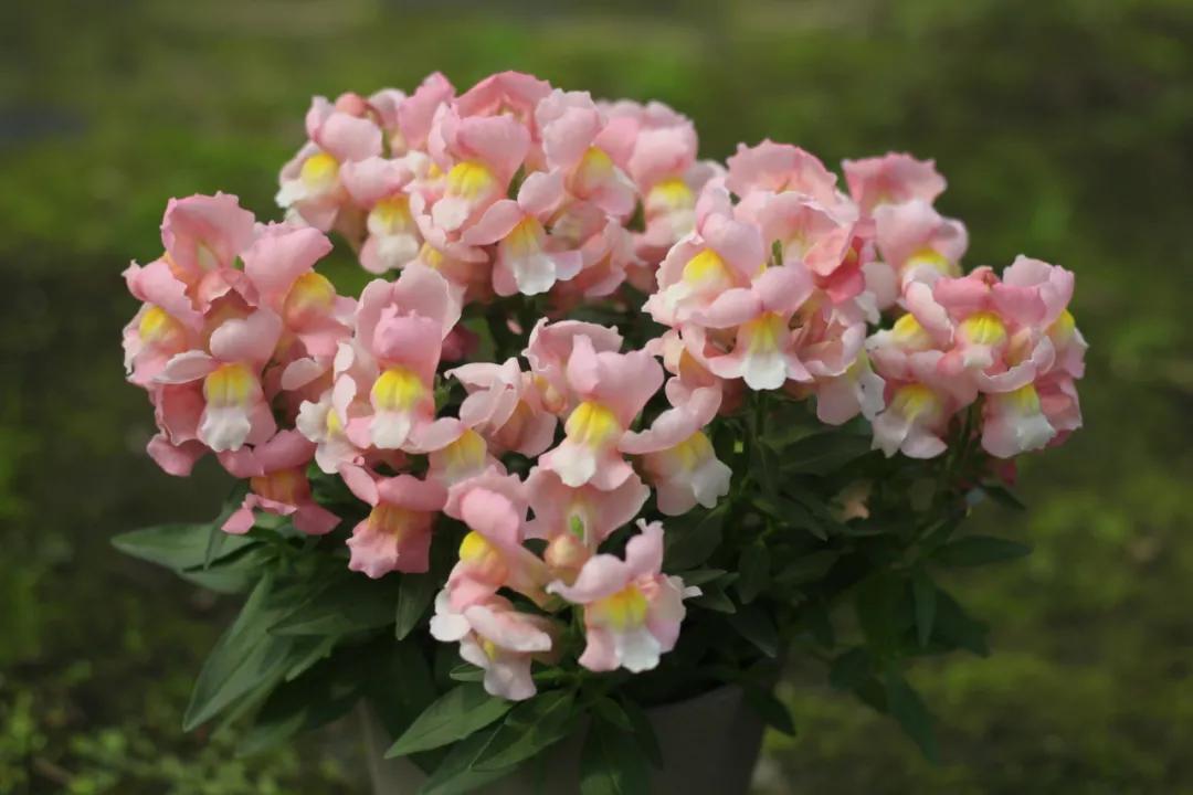 这43个来自世界各地的新品种，快来看看有没有你的菜