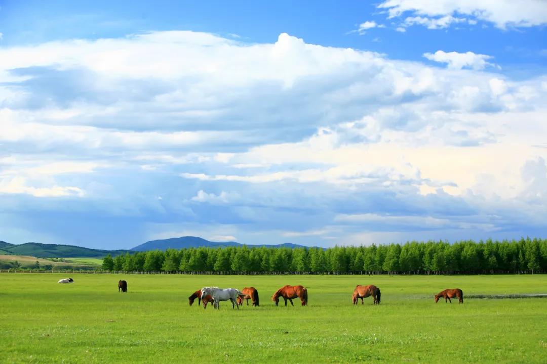 八月的呼伦贝尔大草原,辽阔的呼伦贝尔大草原风景