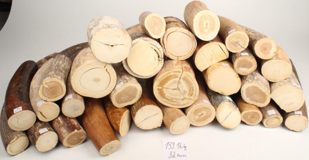 喜欢猛犸象的人,猛犸牙教程