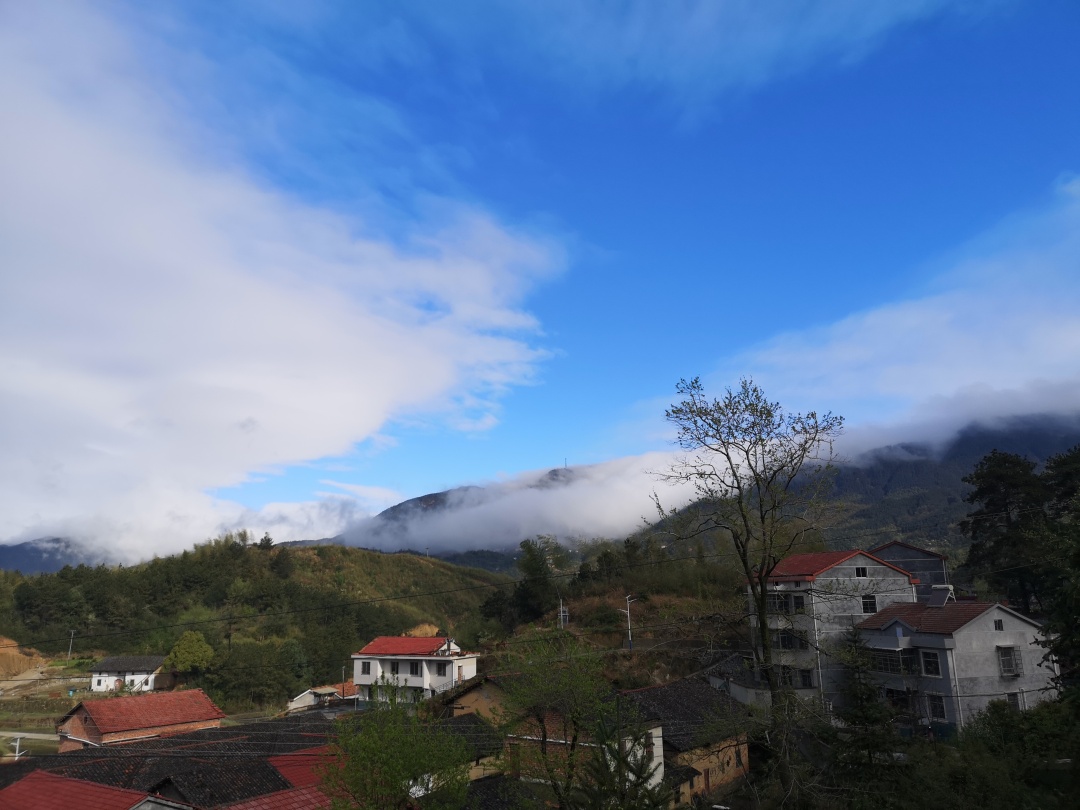 竹林深处探宝——只为了那一棵黄精