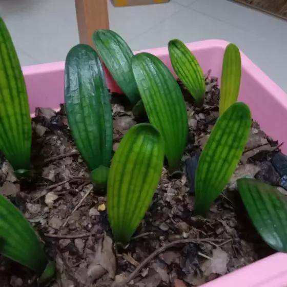 君子兰砍头憋出小芽子怎么养护,君子兰露头后怎么处理