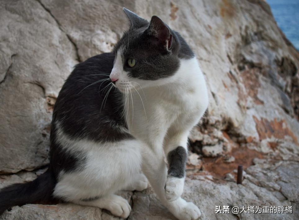 如何带着猫咪自驾游,带着小猫自驾游猫咪怎么上厕所