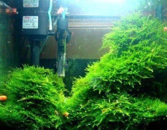 鑾柉姘磋崏绉嶆鏂规硶,鍏婚奔姘磋崏鎬庝箞绉嶆