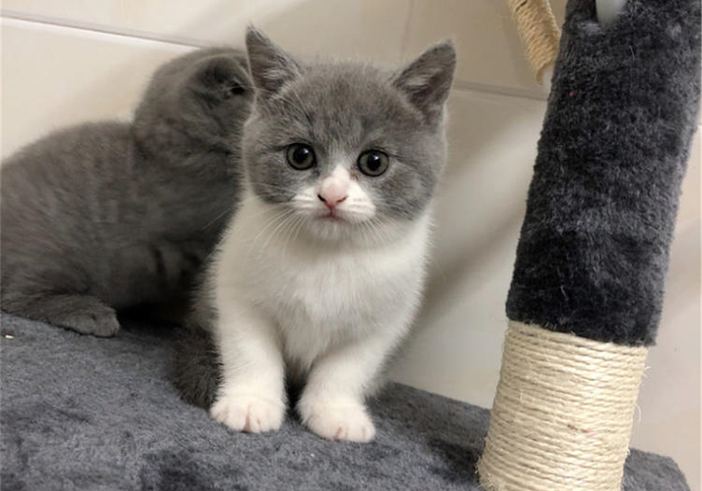 猫咪四岁可以继续养奶猫吗,猫咪多大可以离开母猫单独喂养