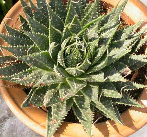 条纹十二卷和十二稿有什么区别,条纹十二卷和点纹十二卷区别