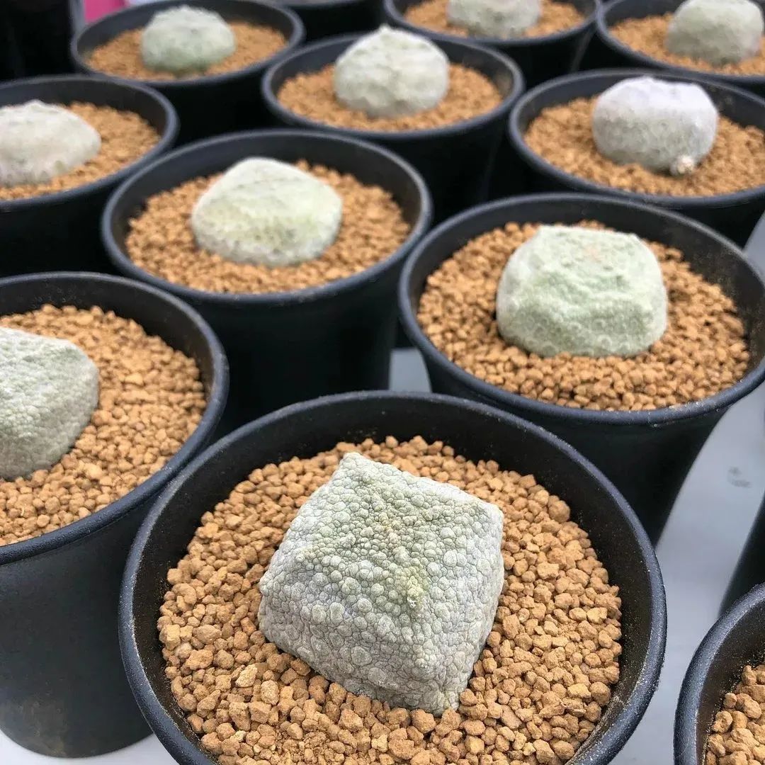 营养土养花专用植物土批发,砖土和营养土养花哪个好