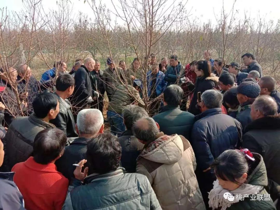 桃树长放修剪好、还是短截修剪好?