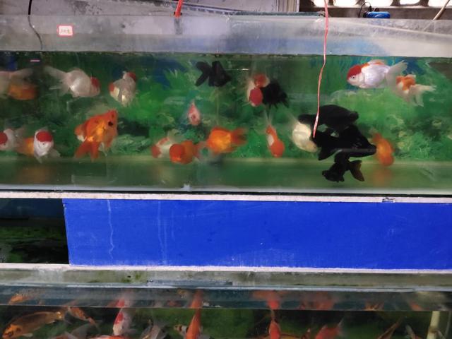 观赏鱼体色发生变化未必都是病,但绝对是心情不爽或者其他原因