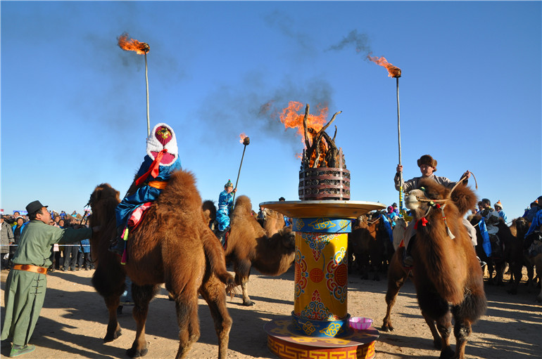 内蒙古阿拉善散养双峰驼,双峰驼是最罕见的动物