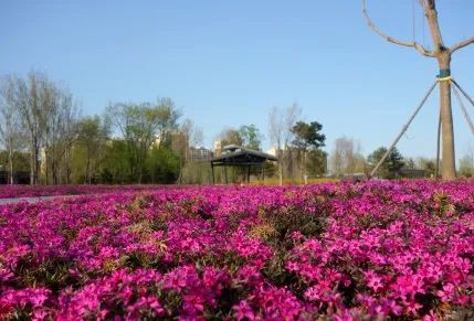去看万紫千红的花海,五一近郊赏花去看缤纷七彩花田