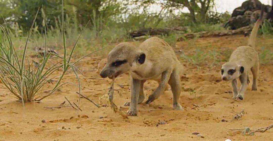 狐獴为什么只有女王有繁殖的权利,心狠手辣的狐獴