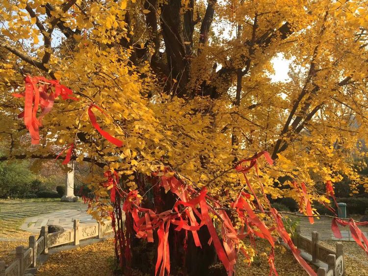 临沭冠山银杏树,临沭冠山道教