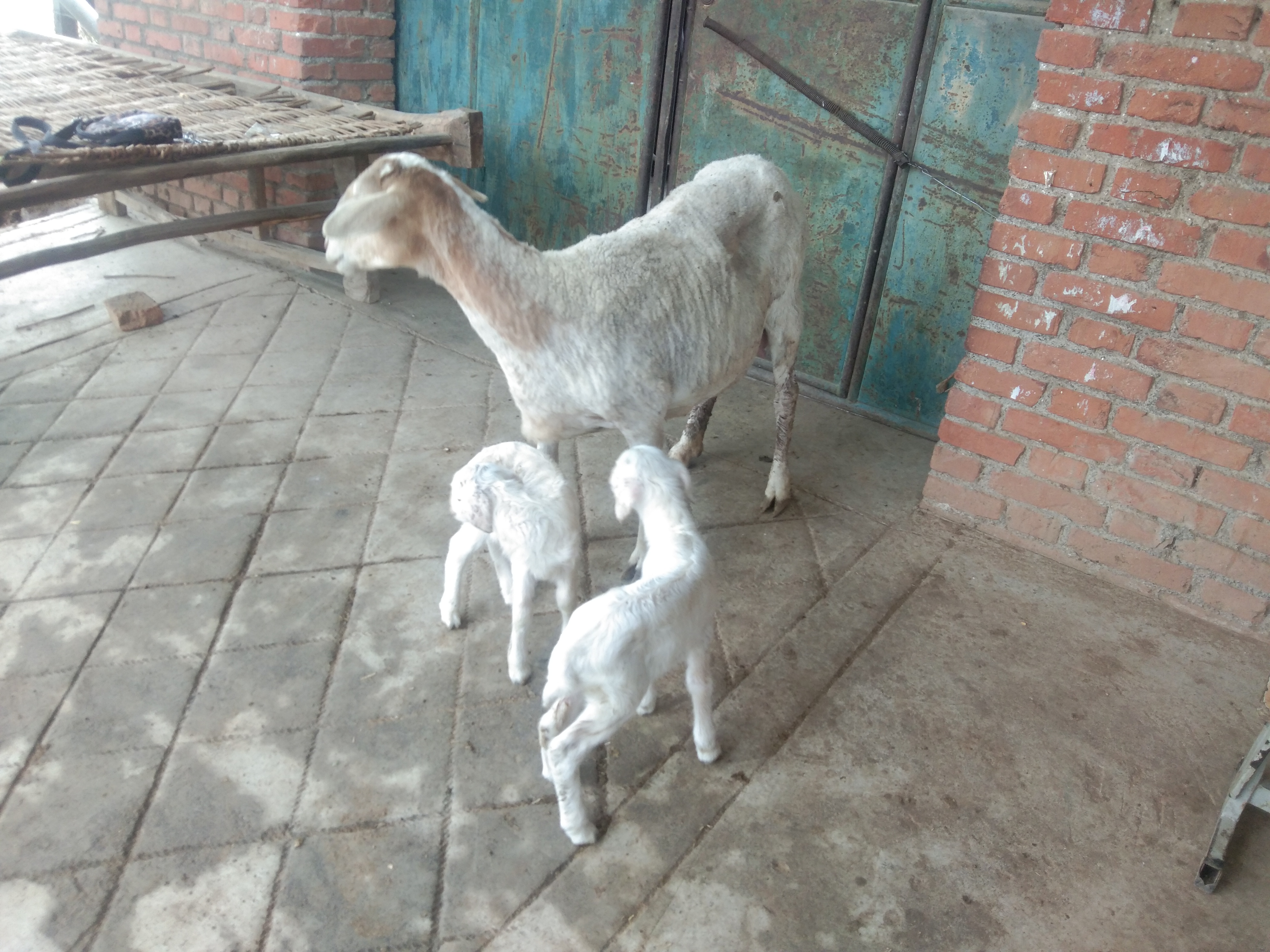 养羊疫苗时间表,养羊疫苗接种时间表