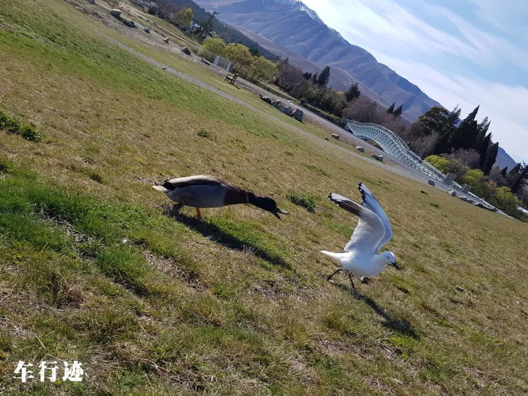 新西兰南岛箭镇美篇,新西兰南岛之旅