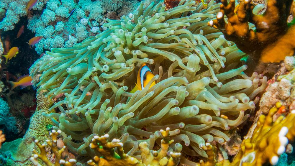 泰国四大潜水梦幻海岛,潜水游玩爱好者普吉岛