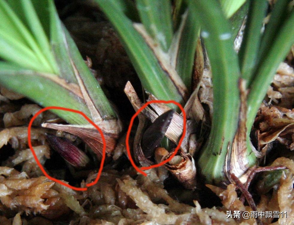 一品梅的花芽与叶芽,玫瑰花怎么区别花芽和叶芽