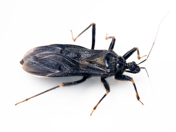 养狗避免寄生虫的正确方法,养宠物狗如何预防寄生虫