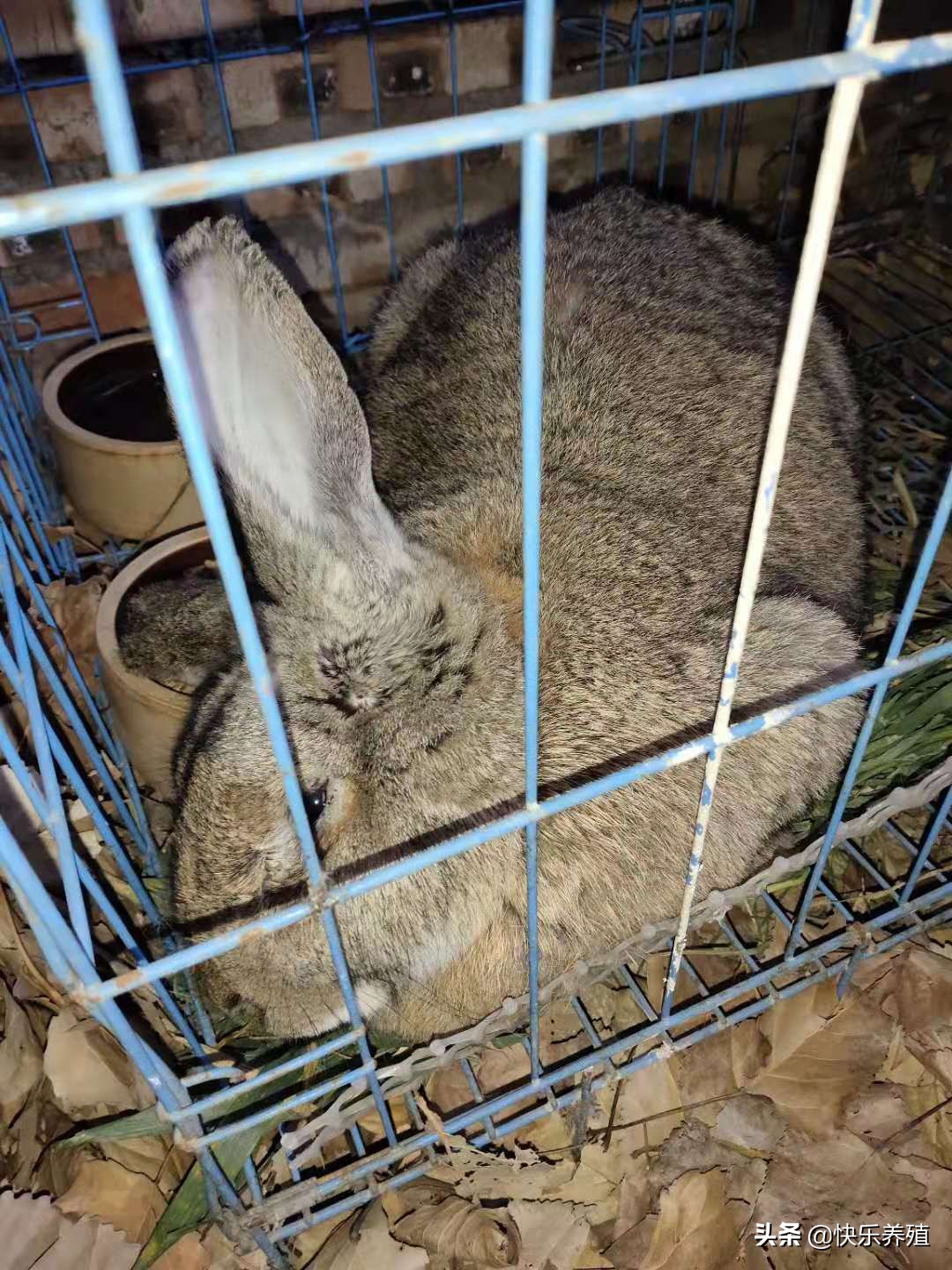 歪头病兔子的症状,养兔常见疾病与治疗方法