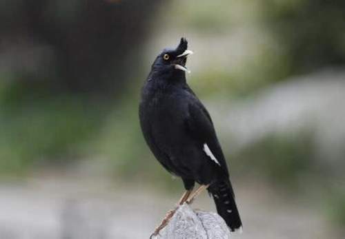 全球十大最小宠物,世界上最便宜很小的小型宠物