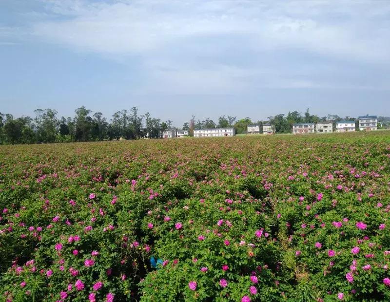 学历最高的农民,中国学历最高的农民