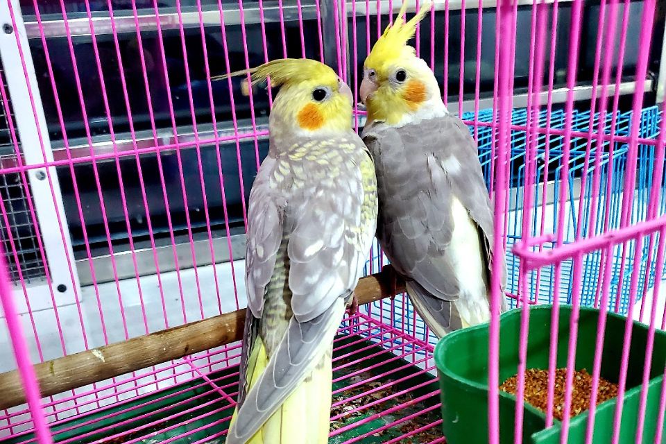 玄凤鹦鹉刚出生怎么辨别品种,玄凤鹦鹉有多少个品种