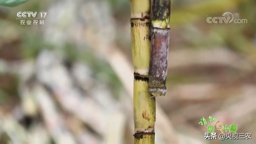 红糖补血吗可以经常喝吗,红糖真的可以补血吗