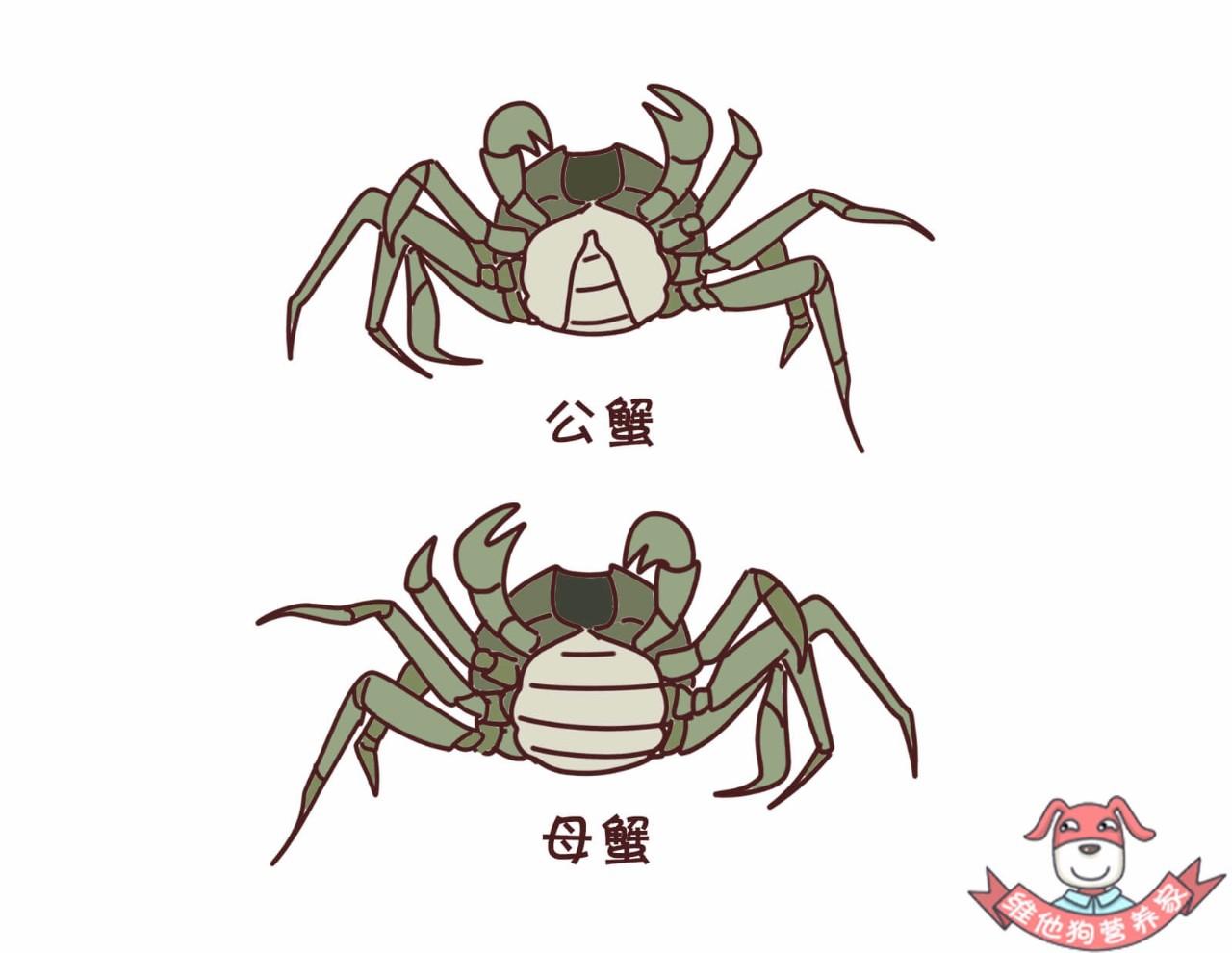 蟹黄蟹膏是什么蟹,河蟹蟹黄蟹膏是什么样的