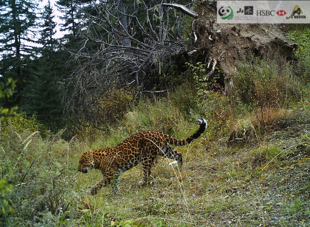 野生动物犯罪数额,收受野生动物量刑标准