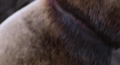 富二代晒骨皮包的残忍真相,人骨皮包的真相