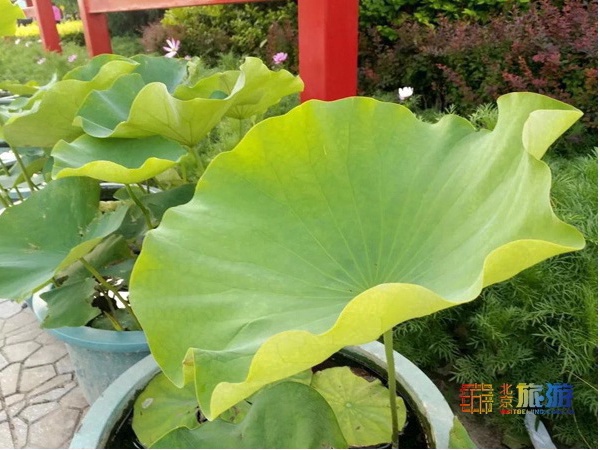 北京西站附近有哪些旅游景点免费,北京西站旅游景点攻略